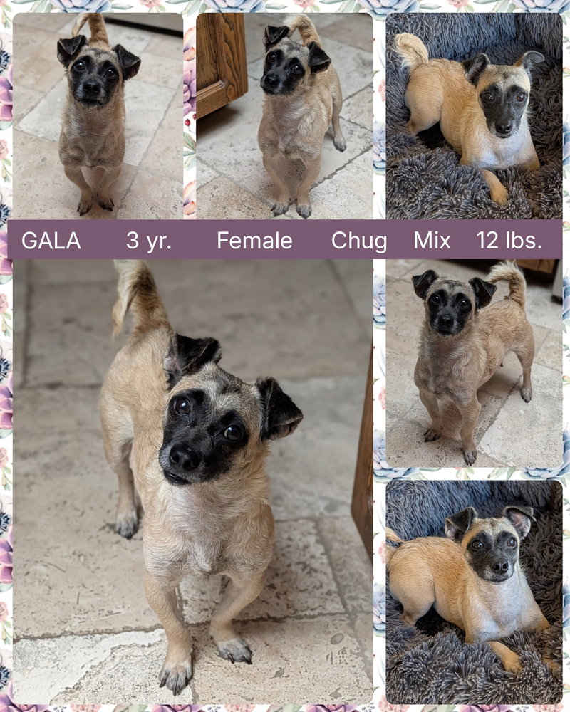 GALA