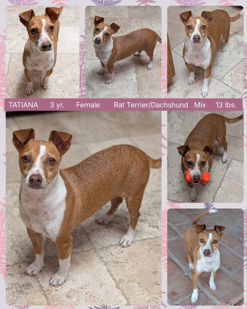 TATIANA, an adoptable Rat Terrier in Mesa, AZ