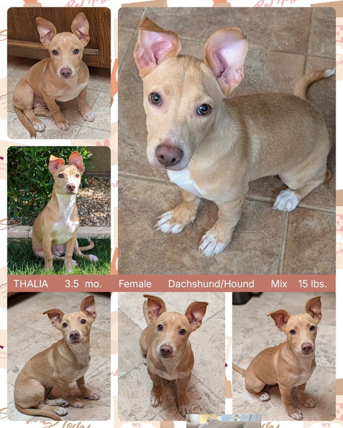 THALIA, an adoptable Dachshund in Mesa, AZ