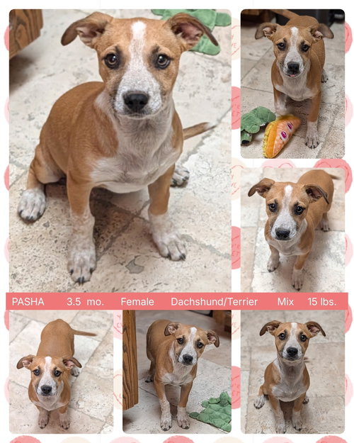 PASHA, an adoptable Dachshund in Mesa, AZ