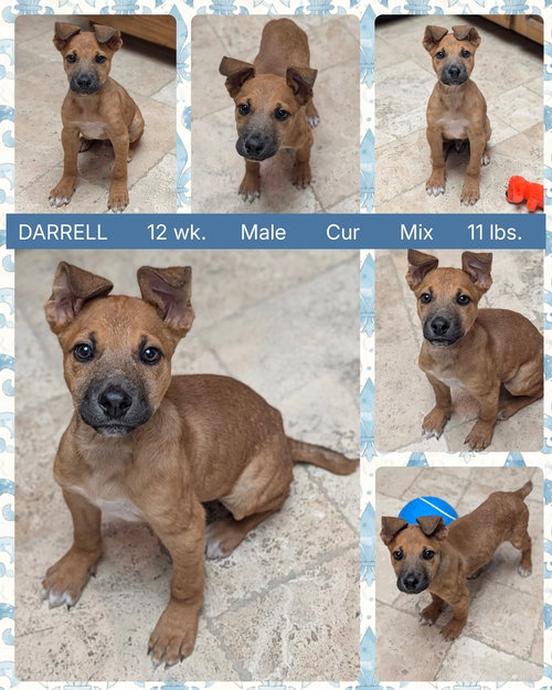 DARRELL, an adoptable Hound in Mesa, AZ