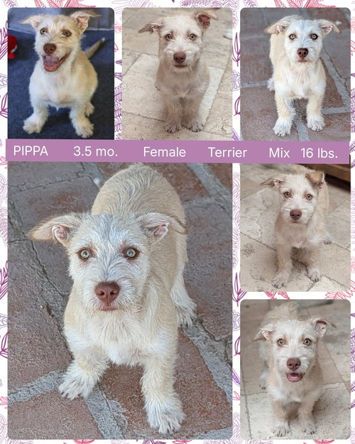 PIPPA, an adoptable Dachshund in Mesa, AZ