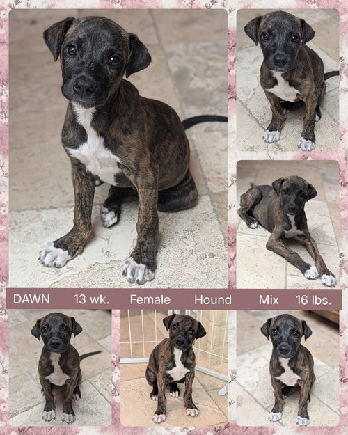 DAWN, an adoptable Hound in Mesa, AZ