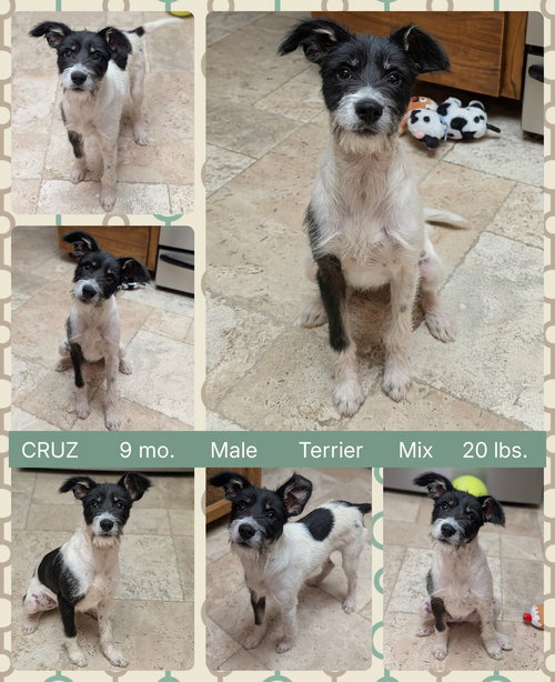CRUZ, an adoptable Terrier in Mesa, AZ