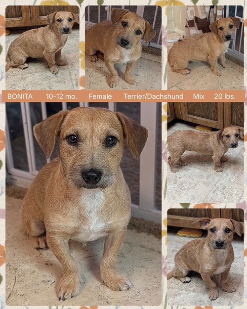 BONITA, an adoptable Border Terrier in Mesa, AZ