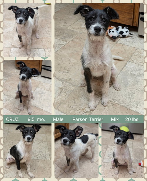 CRUZ, an adoptable Parson Russell Terrier in Mesa, AZ