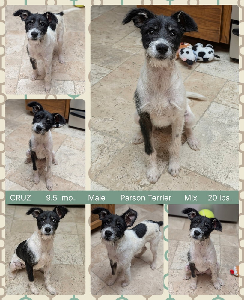 CRUZ