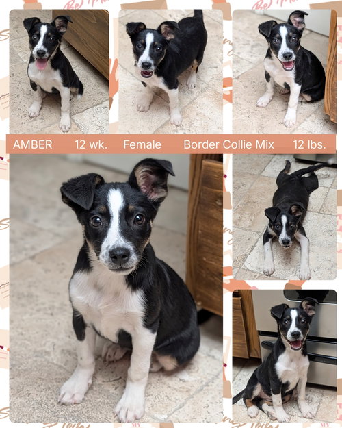 AMBER, an adoptable Border Collie in Mesa, AZ