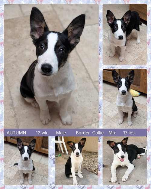 AUTUMN, an adoptable Border Collie in Mesa, AZ
