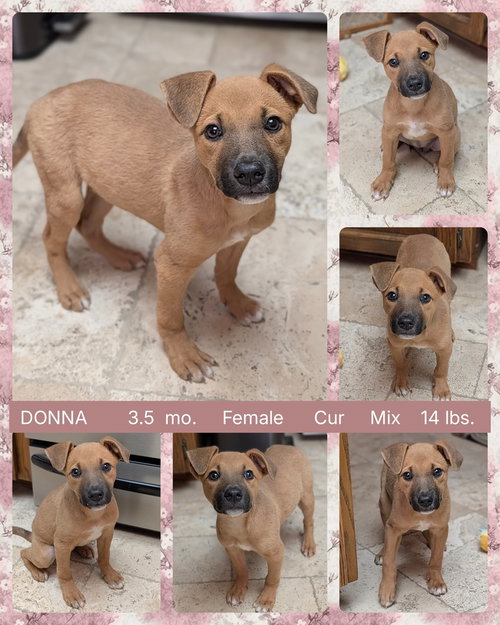 DONNA, an adoptable Hound in Mesa, AZ