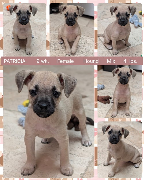 PATRICIA