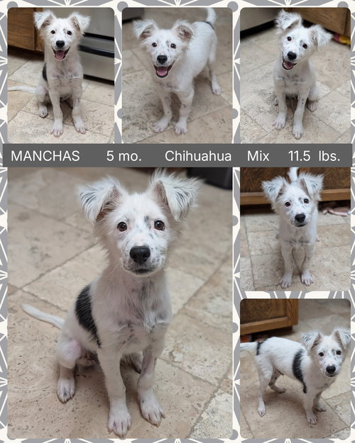MANCHAS