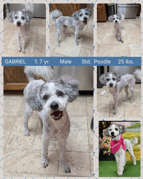 GABRIEL, an adoptable Poodle in Mesa, AZ