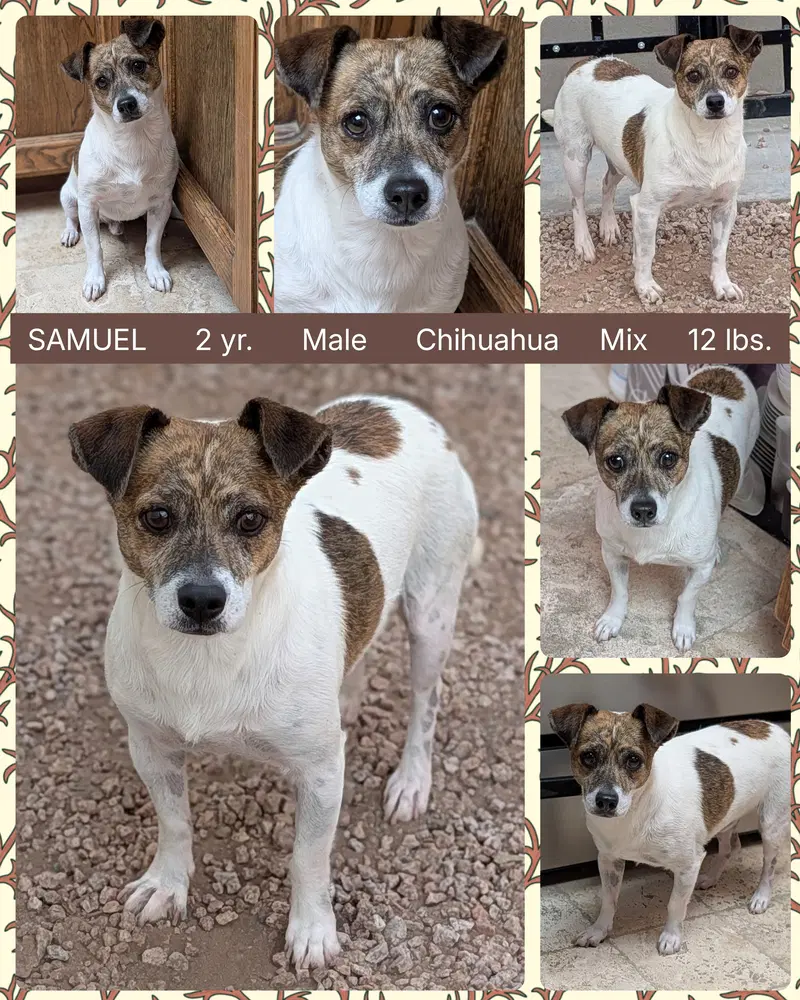 Samuel - Chihuahua