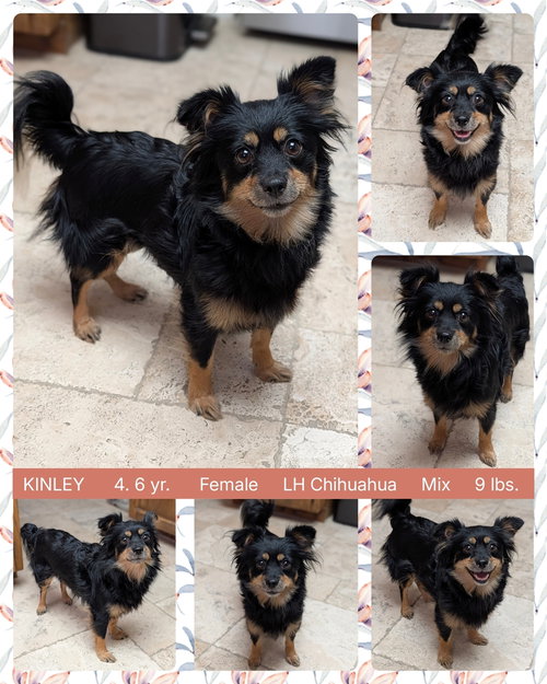 KINLEY, an adoptable Chihuahua in Mesa, AZ