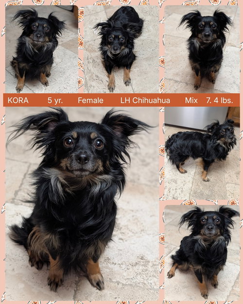 KORA, an adoptable Chihuahua in Mesa, AZ
