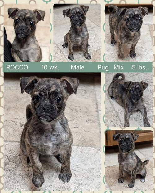 Rocco