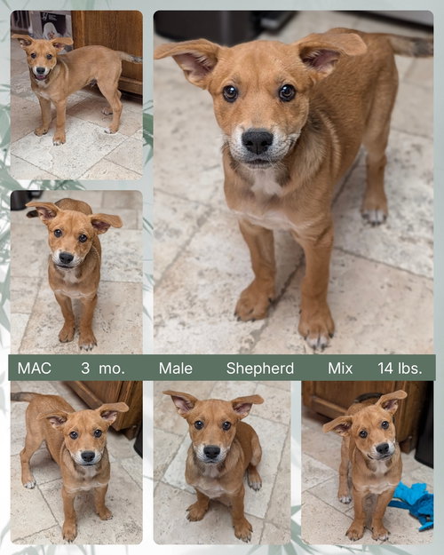 MAC