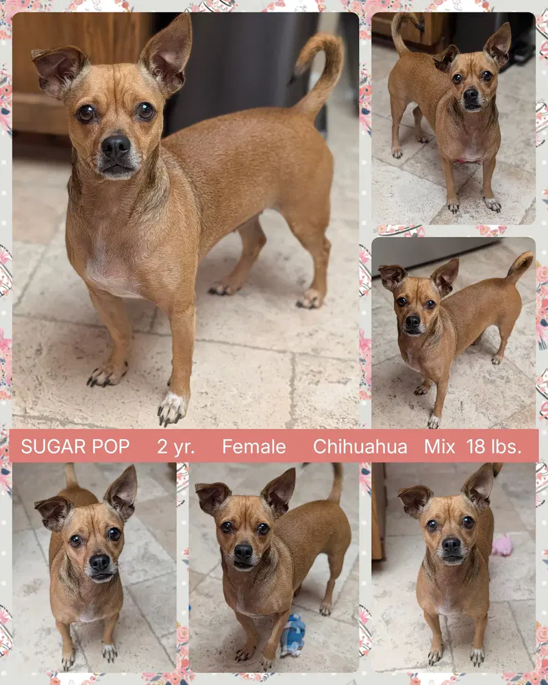 Sugar Pop - Chihuahua