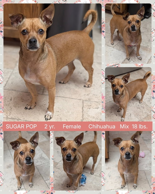 picture of the dog needing adoption