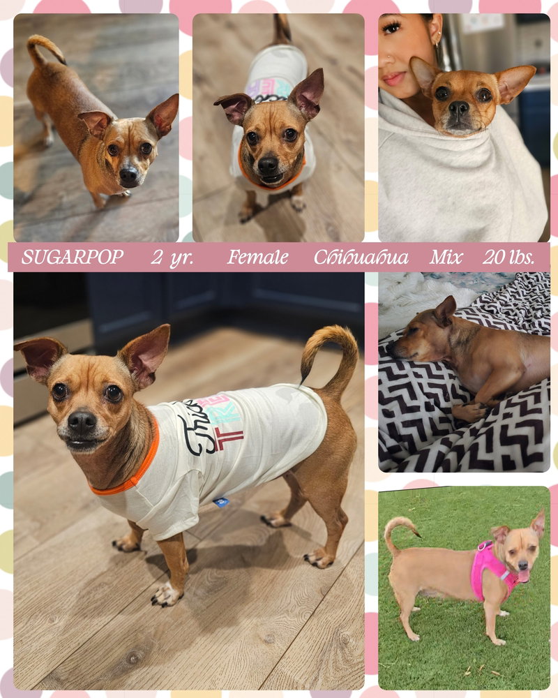 Sugar Pop, Chihuahua