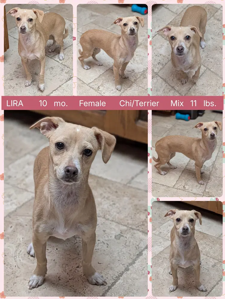 Lira - Chihuahua