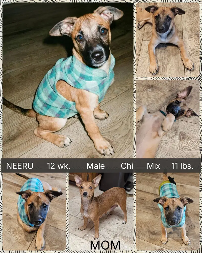 Neeru - Dachshund