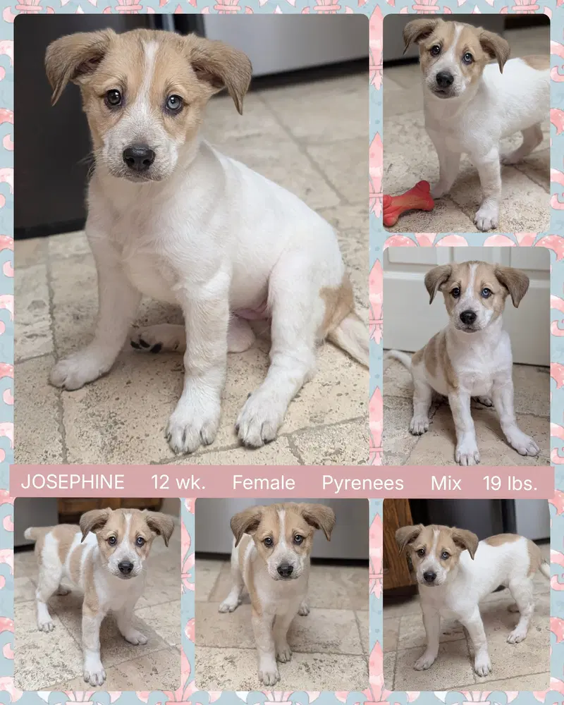 Josephine - Great Pyrenees