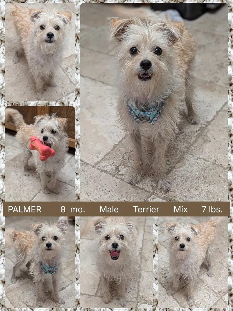 Palmer - Terrier