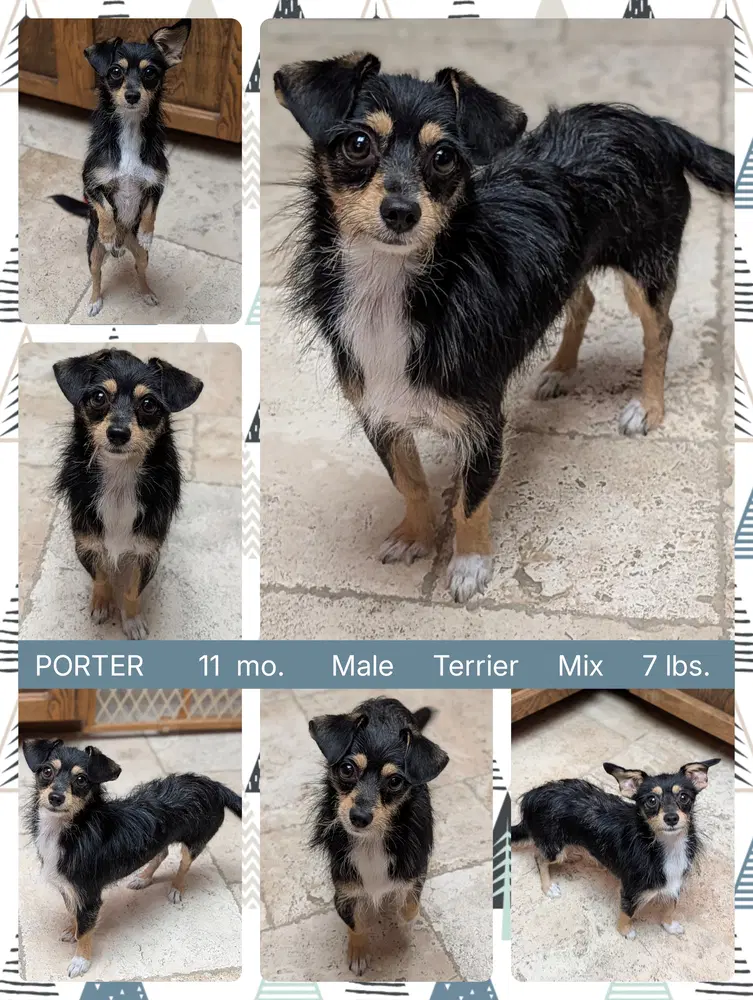 Porter - Terrier