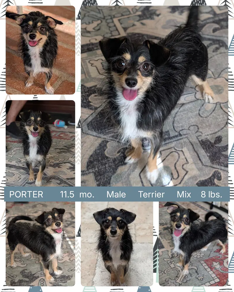 Porter - Terrier