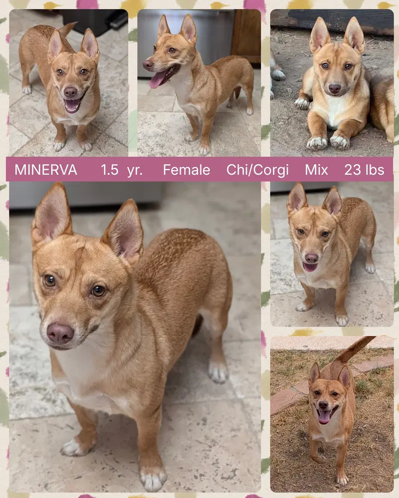 Minerva - Corgi