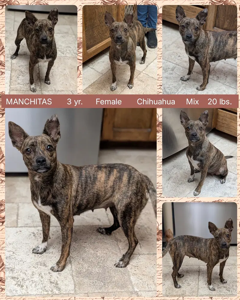 Manchitas - Chihuahua