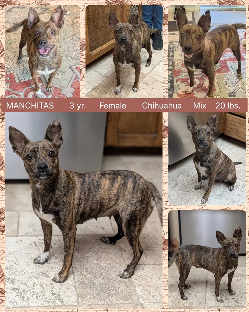 Manchitas - Chihuahua