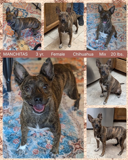 picture of the dog needing adoption