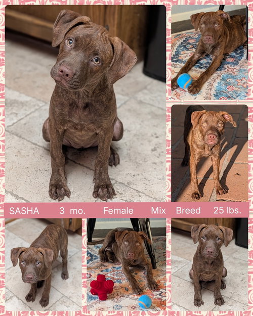 picture of the dog needing adoption