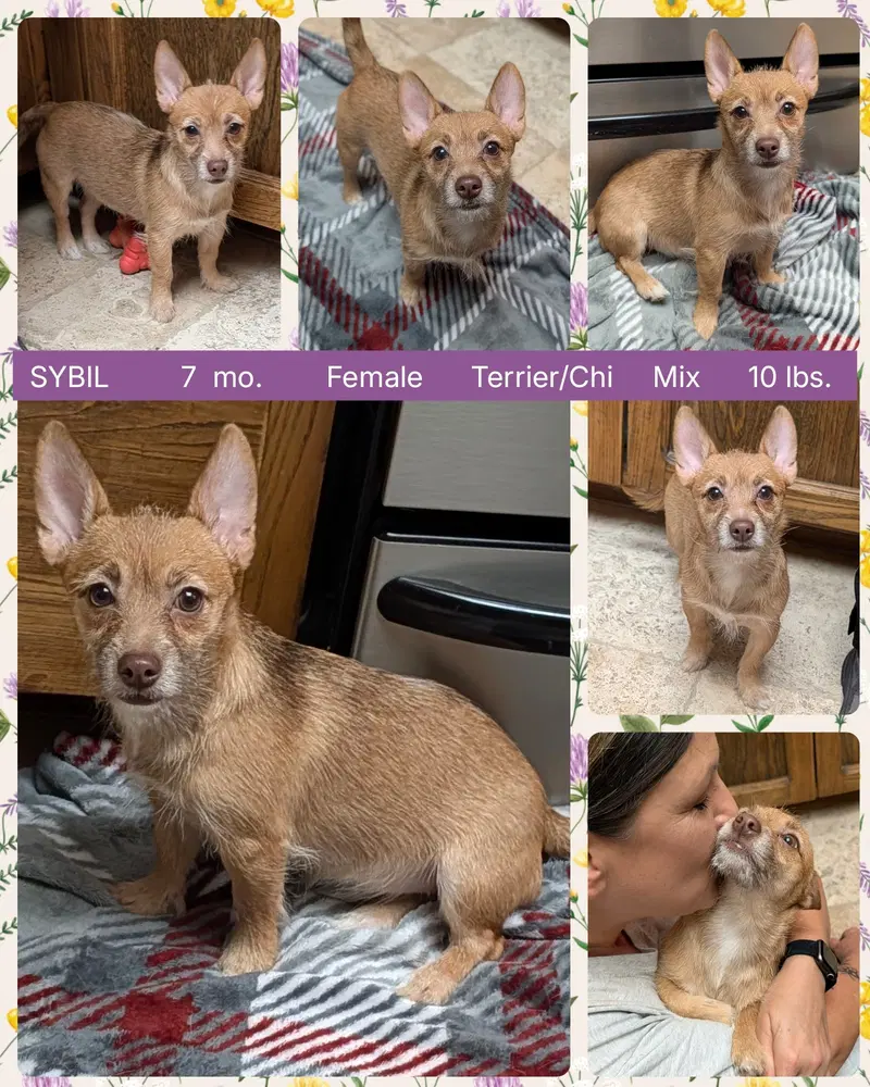 Sybil image 2
