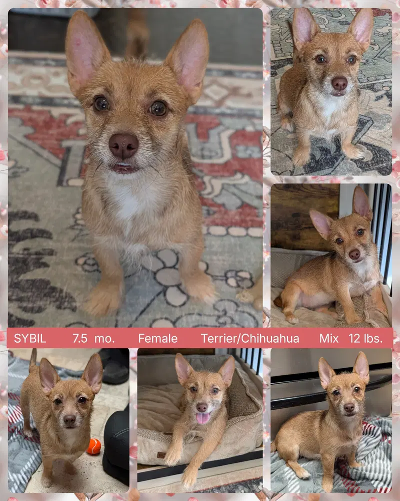 Sybil - Terrier