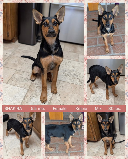 picture of the dog needing adoption