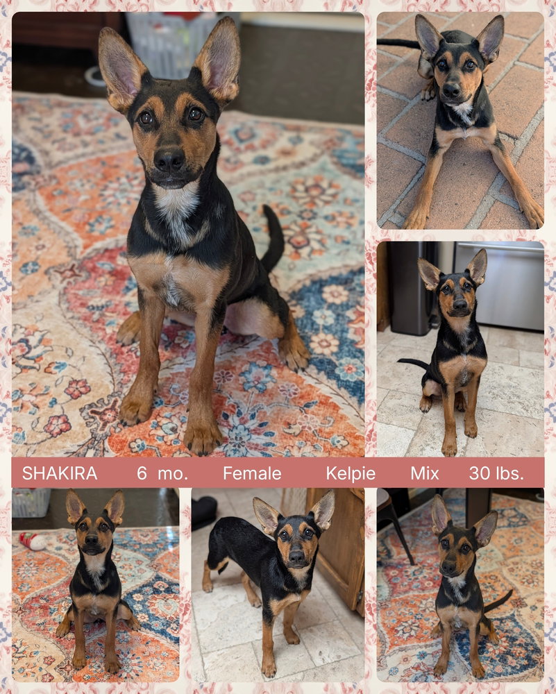 Shakira, Australian Kelpie