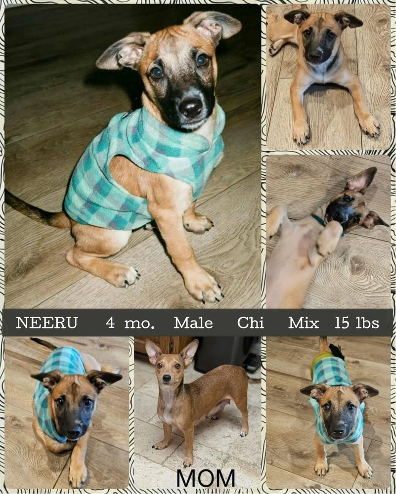 Neeru, Dachshund