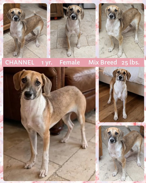CHANNEL, a dog for adoption from Ghost Town Dog Rescue