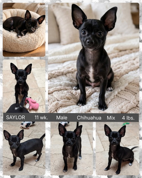 SAYLOR, a dog for adoption from Ghost Town Dog Rescue