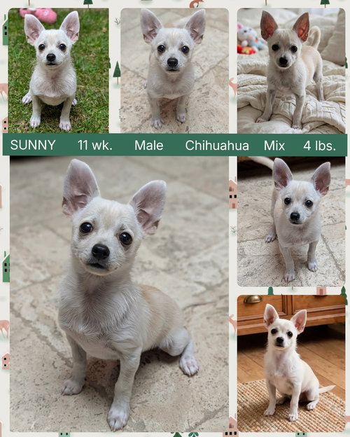 SUNNY, a dog for adoption from Ghost Town Dog Rescue