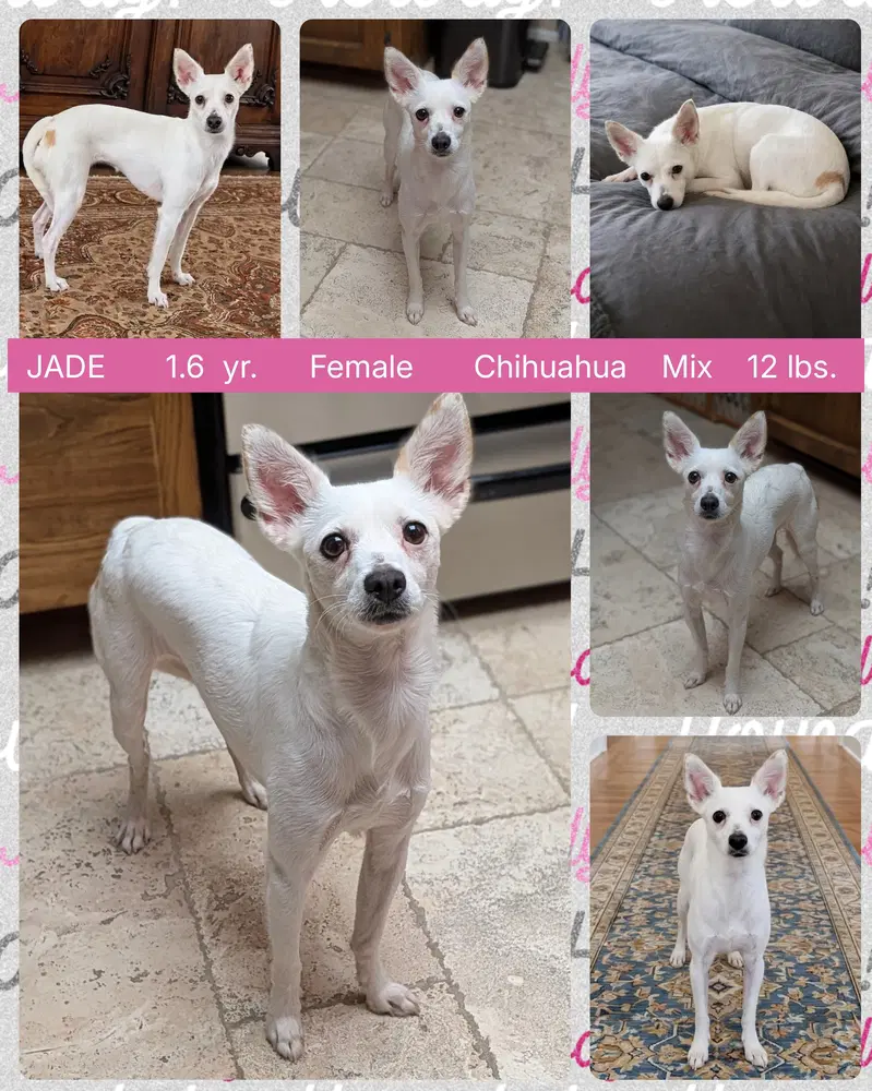Jade - Chihuahua