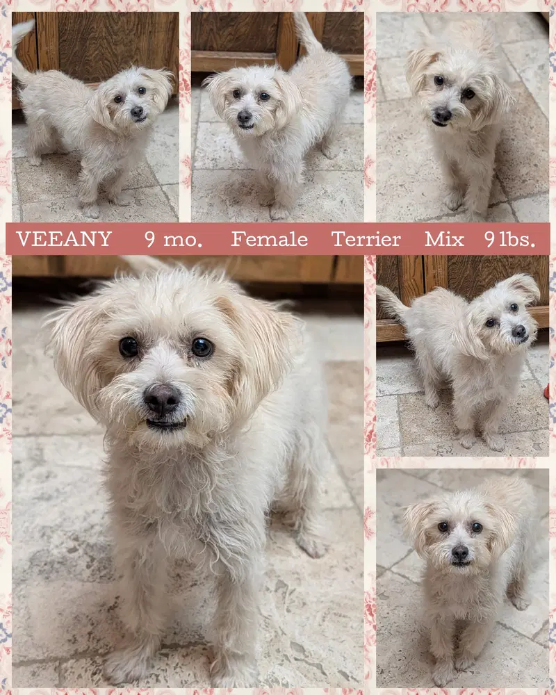 Veeany - Terrier
