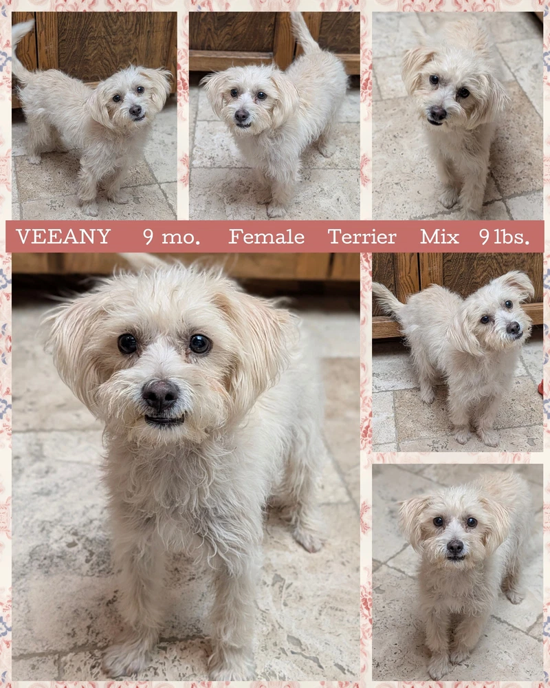 Veeany