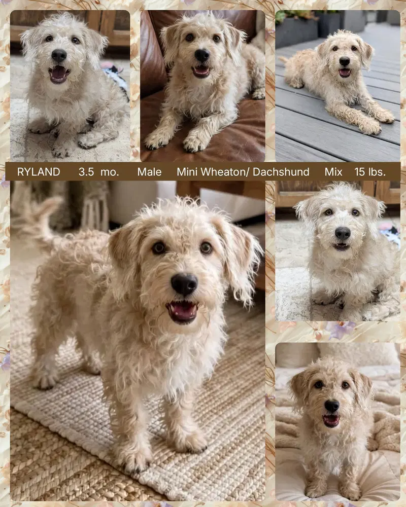 Ryland - Wheaten Terrier