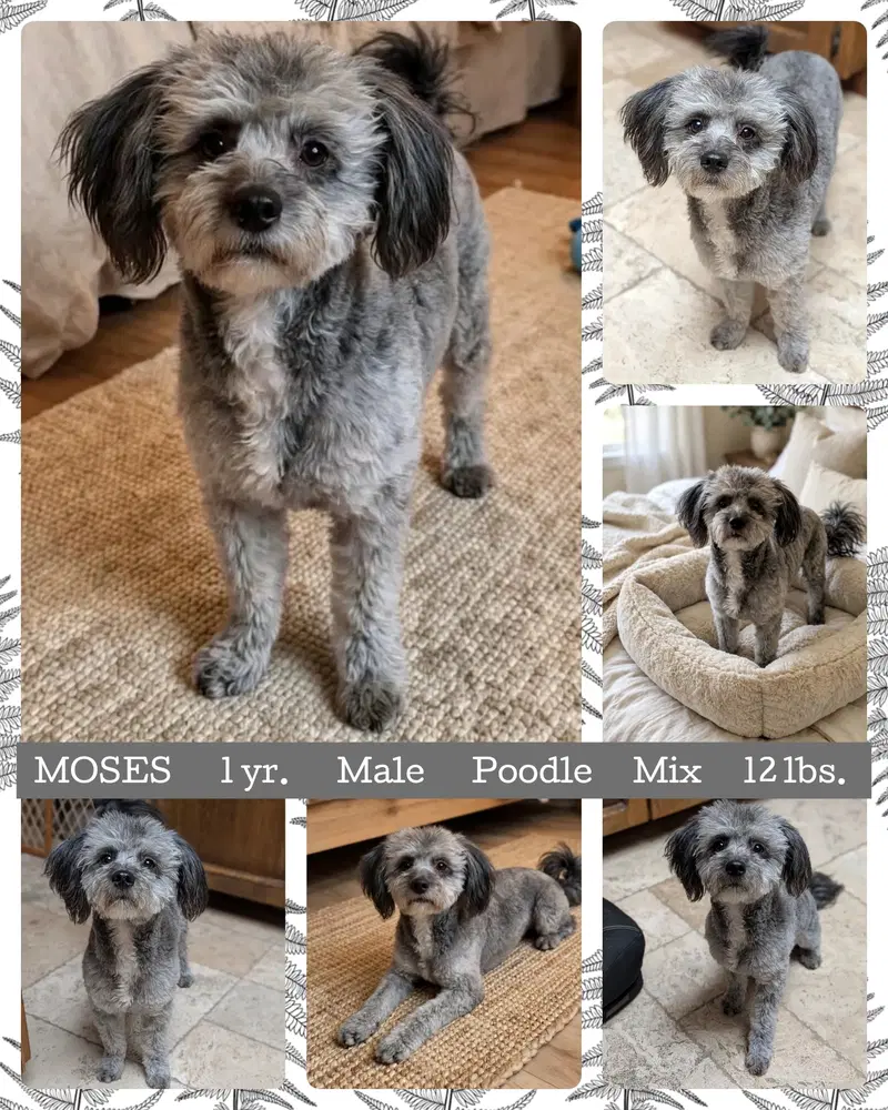 Moses - Poodle (Miniature)
