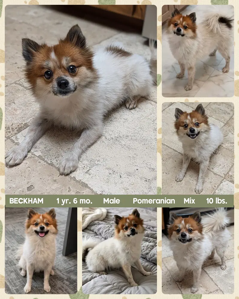 Beckham - Pomeranian